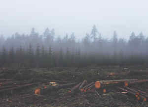 deforestation 351474 1280 1