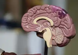 anche questa è stock per cervello e cose simili non sapevo dove recuperare immagini carine .jpg