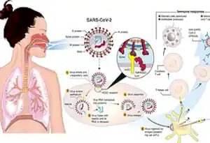 Fphar 11 00937 g001.jpg